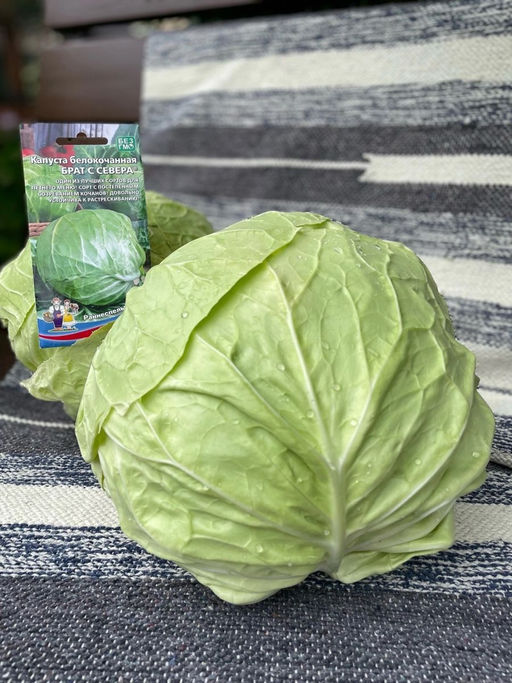 Капуста БРАТ С СЕВЕРА Один из лучших сортов для летнего меню! Сорт с постепенным созреванием кочанов! Довольно устойчива к растрескиванию! - Уральский дачник фото 5