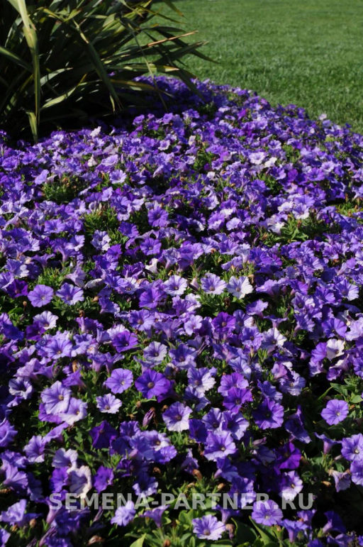 Петуния Шок Вэйв Деним многоцветковая каскадная - Партнер фото 4