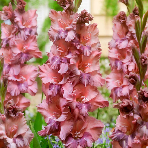 ГЛАДИОЛУС Расти Чеснат Разбор 10/12 Кол-во упак., шт 8