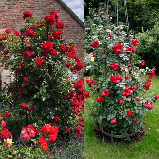 Роза Флорентина