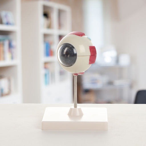 Анатомическая модель «Макет глаза человека», разборный, 17×12×12 см