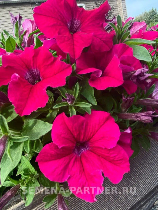 Петуния Супремо Эмилия полуампельная тёмно-розовая - Партнер фото 3