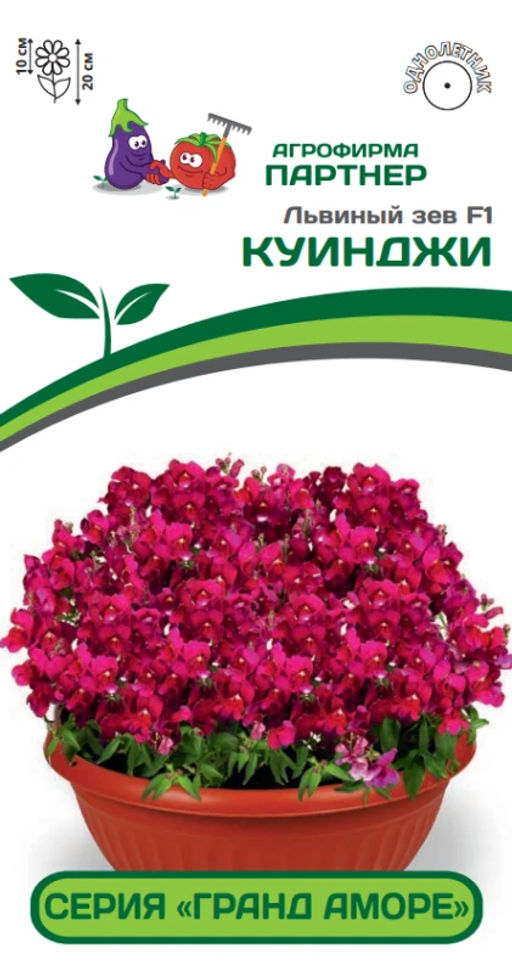 Львиный Зев низкорослый крупноцветковый Гранд Аморе Куинджи