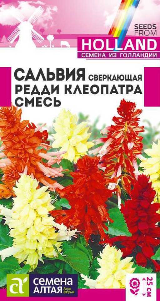 Сальвия Редди Клеопатра сверкающая/Сем Алт/цп 5 шт. ГОЛЛАНДИЯ