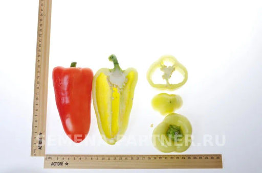 Перец сладкий Злата Прага - Партнер фото 6
