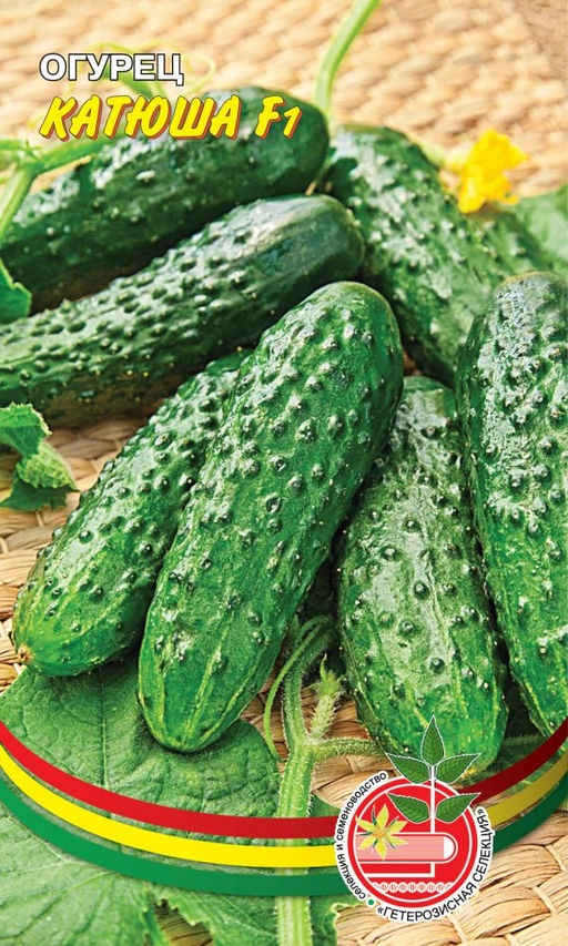 Огурец КАТЮША F1 Проверенный годами гибрид с отменной урожайностью! Отличные огурчики для засола и маринования!