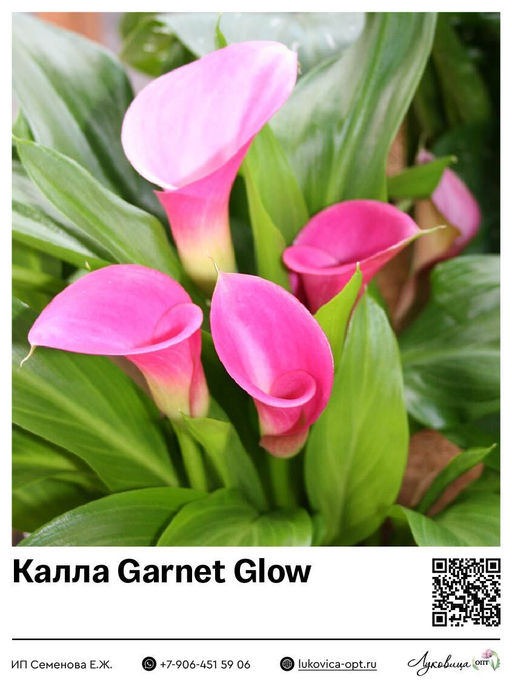 Калла Garnet Glow