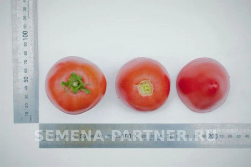 Томат Фукс - Партнер фото 6