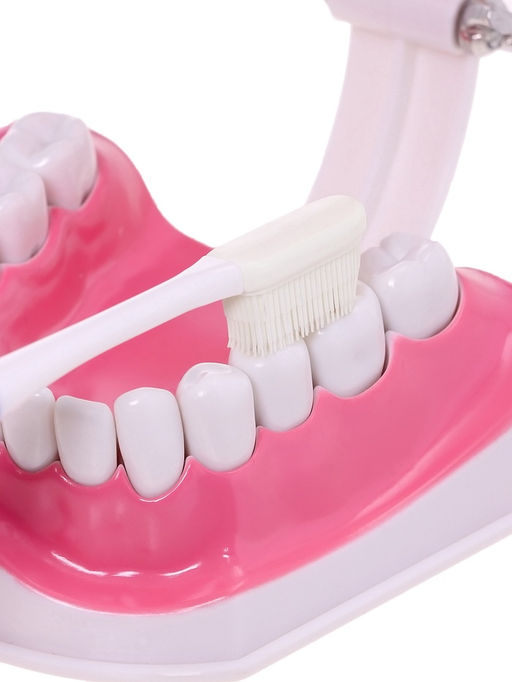 Набор для опытов Анатомия, челюсть человека - Эврики фото 8