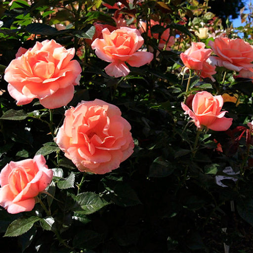 R425 РЕНЕ ГОССИНИ