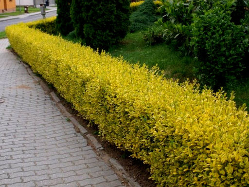 Бирючина пестролистная желтая - Долина роз фото 5