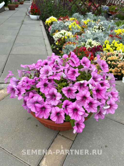 Петуния Пейзажная Лав Ми Плум Вайн Фрост крупноцветковая - Партнер фото 4