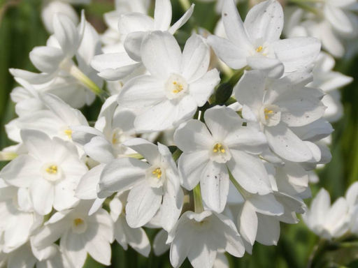 Нарцисс Ziva (Зива) - Долина роз фото 3