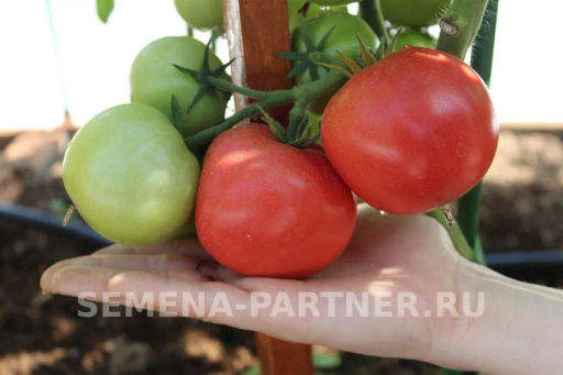 Томат Императорская Слабость - Партнер фото 6