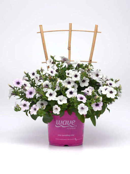 Петуния Тайдел Вэйв Сильвер ампельная многоцветковая - Партнер фото 9