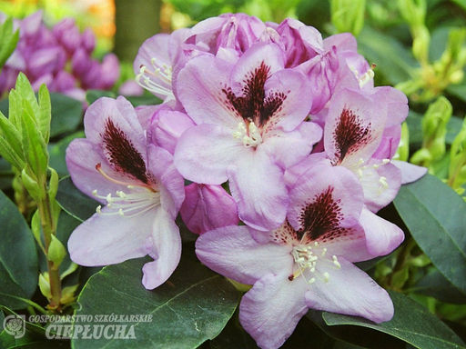 Рододендрон Lugano (Лугано) - Долина роз фото 2