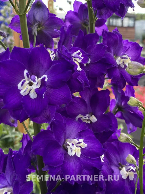 Дельфиниум Перпл Пейшен - Партнер фото 6