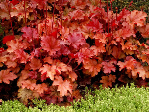 Гейхера Пич Фламбе