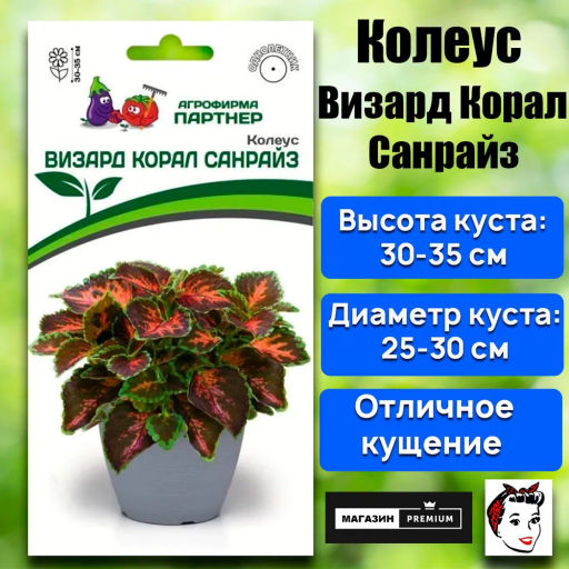 Колеус шлемниковидный Визард Корал Санрайз - Партнер фото 2