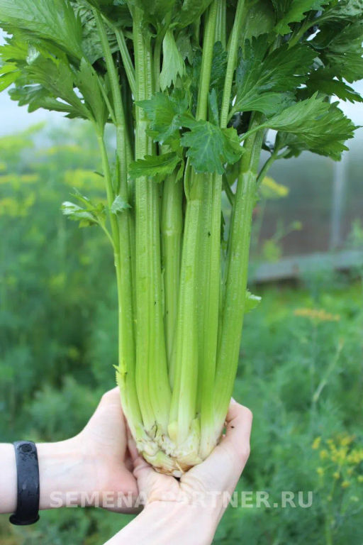 Сельдерей черешковый Малахит - Партнер фото 4