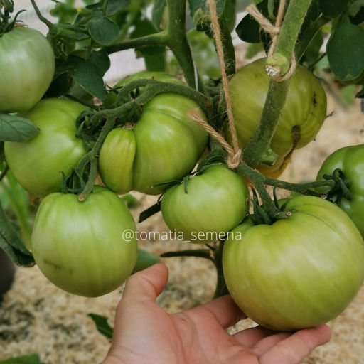 Дейн Куэнчи - Tomatia фото 3