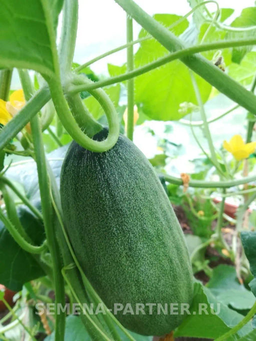 Дыня Багира - Партнер фото 3