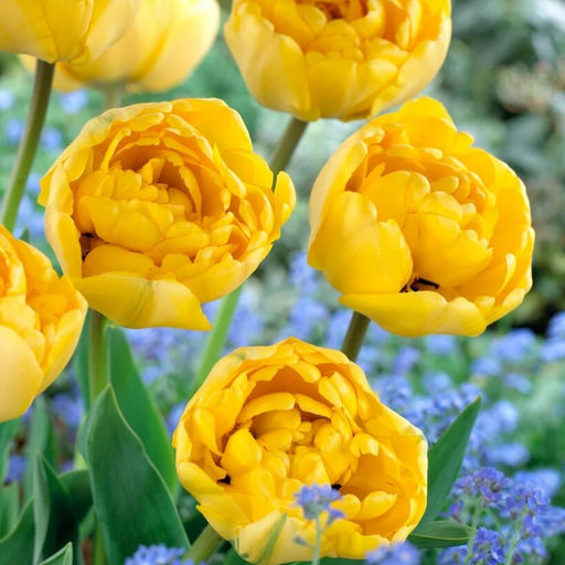 Тюльпан Еллоу Помпонет