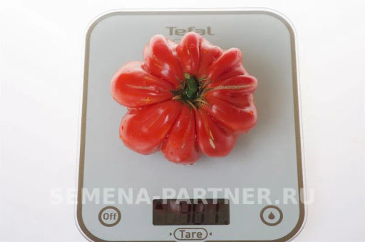 Томат Нина - Партнер фото 6