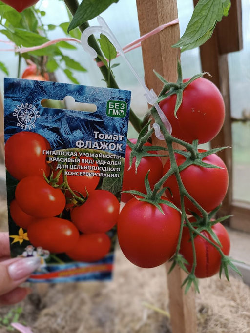 Томат ФЛАЖОК Гигантская урожайность! Завораживающий вид куста! Идеален для консервирования! - Уральский дачник фото 4