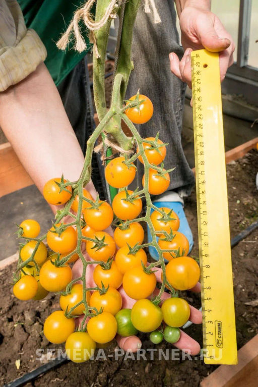 Томат Черри Краски - Партнер фото 5