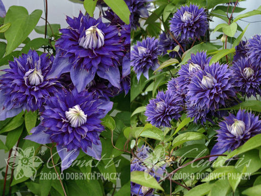 Клематис Multi Blue (Мульти Блю) - Долина роз фото 4