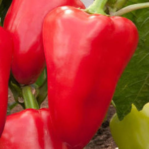 6222U Перец сладкий Император F1 5шт