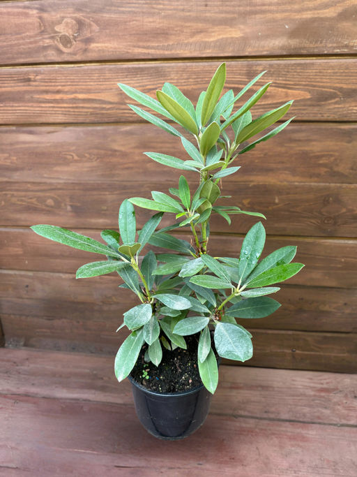 Рододендрон Sneezy (Снизи) - Долина роз фото 6