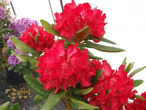 Рододендрон Бузуки - Долина роз фото 2