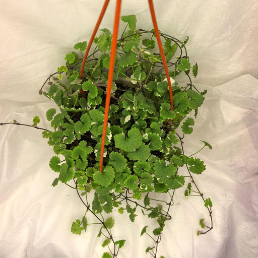 Будра плющелистная варигатная - 1000корней фото 3