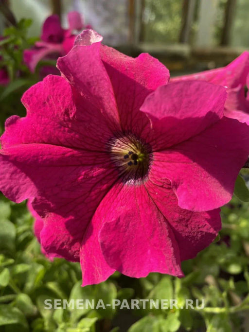 Петуния Супремо Эмилия полуампельная тёмно-розовая - Партнер фото 6