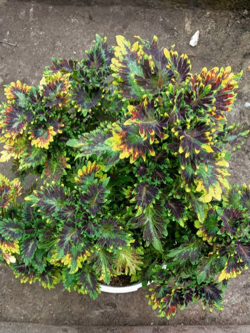 Колеус Кингсвуд Карнавал - 1000корней фото 2