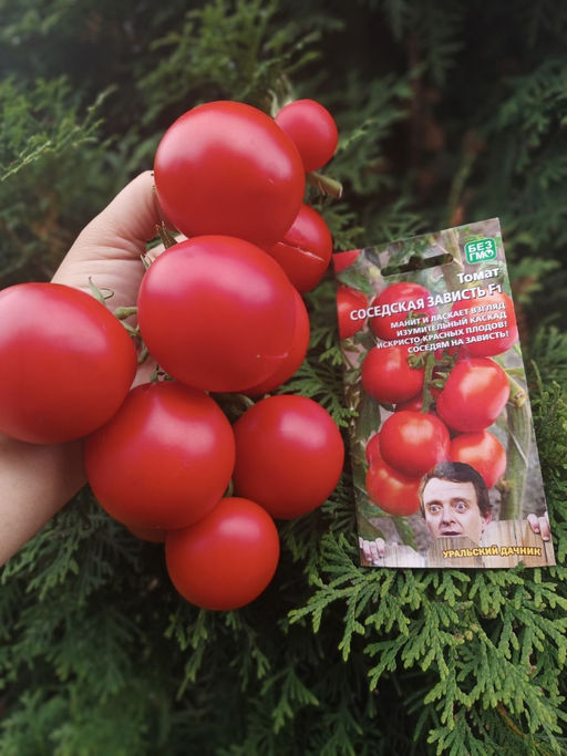 Томат СОСЕДСКАЯ ЗАВИСТЬ F1 Манит и ласкает взгляд изумительный каскад искристо-красных плодов! Соседям на зависть, а вам на радость! - Уральский дачник фото 3