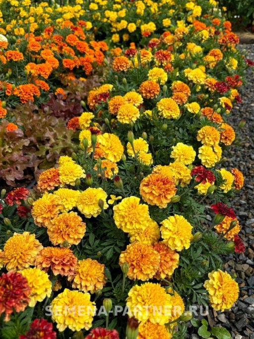 Бархатцы отклоненные Строберри Блонд - Партнер фото 5