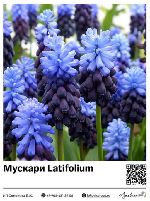 Мускари Latifolium