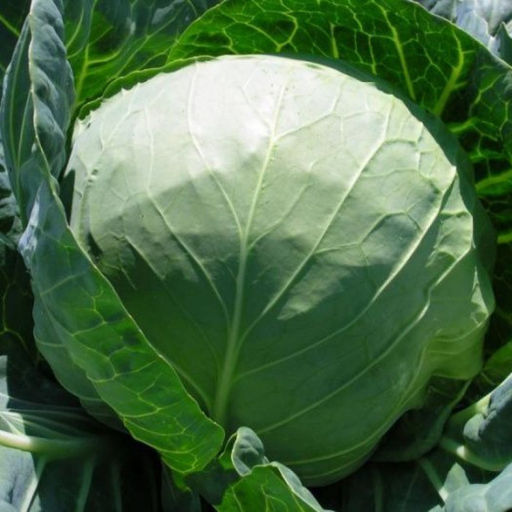 6257U Капуста белокочанная Орфей F1 10шт