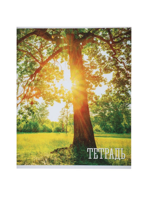 Комплект тетрадей, 48 листов в клетку, Calligrata «Времена года», серые листы, 4 штук