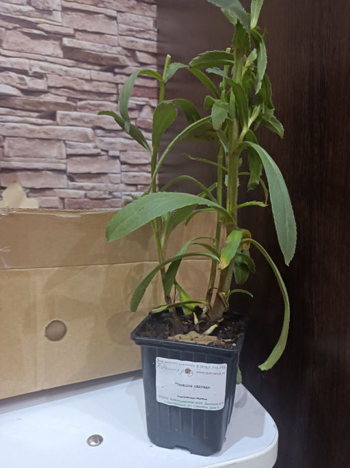 Ромашка садовая