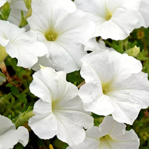 5243D Петуния Хэнг Аут Вайт 5шт