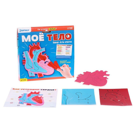 Набор для опытов Моё тело, сердце - Эврики фото 3
