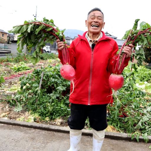 Японский Розовый Акадайкон — Ивакуни Ямагучи — 岩国赤大根 — Akadaikon Iwakuni Yamaguchi