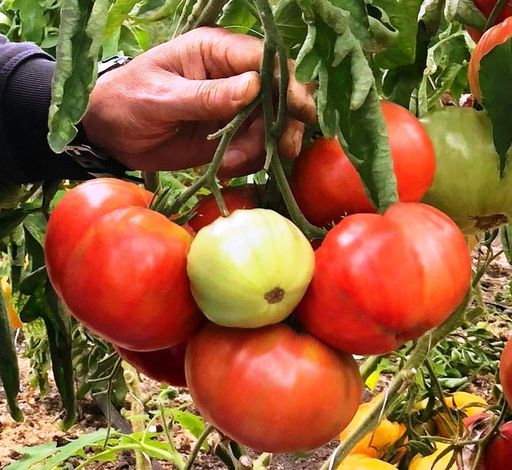 Томат ПОДАРОЧНЫЙ (большой пакет) Семян в 5 раз больше, чем в обычном пакете! Настоящий подарок для садоводов Урала и Сибири! Завязывает большое количество плодов и в жару и в холод! Сладкий, вкусный, не трескается! - Уральский дачник фото 2