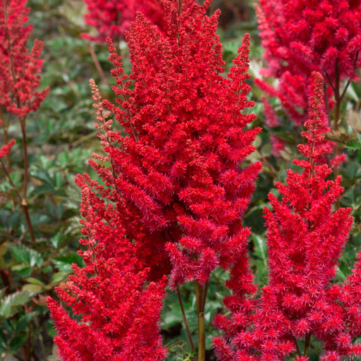 Астильба Red - Голландские луковицы фото 2