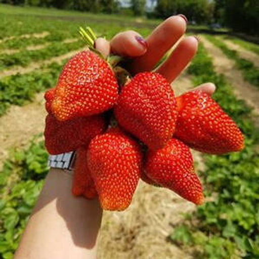 Клубника Ами А 10шт/пучок