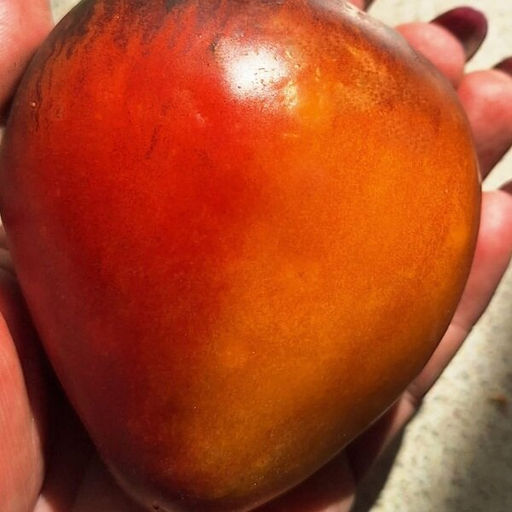 7175Т Томат Клубничный сержант биколор 5шт